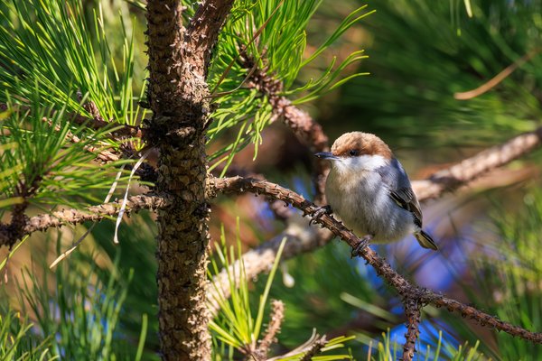 Brown-headed Nuthatch