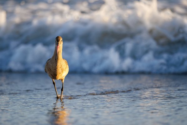 Marbled Godwit
