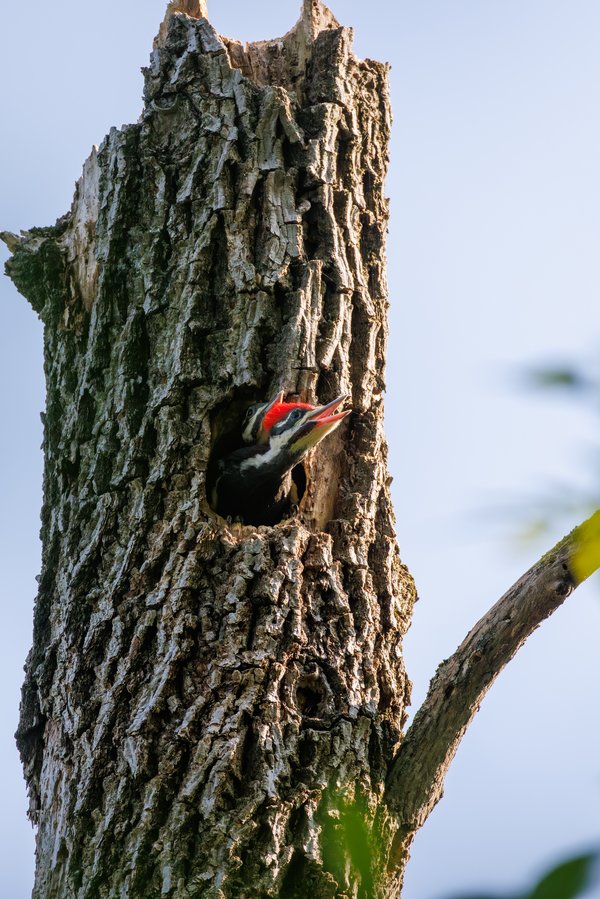 Pileated Woodpecker