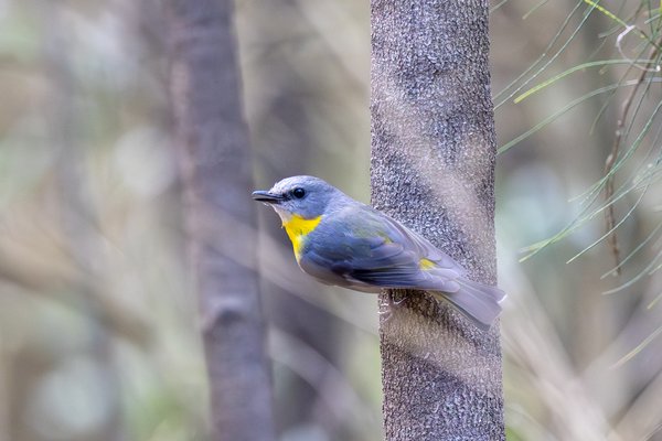 Eastern Yellow Robin