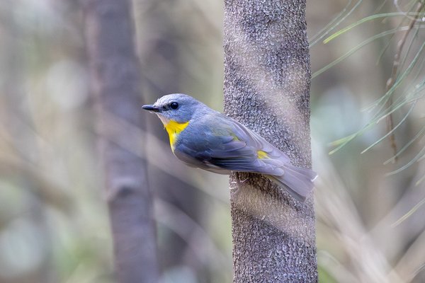 Eastern Yellow Robin