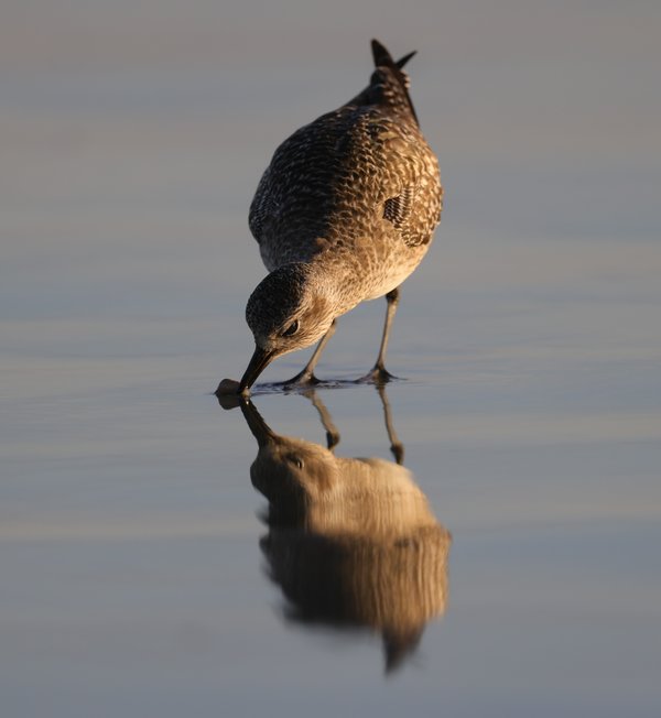 Black-bellied Plover