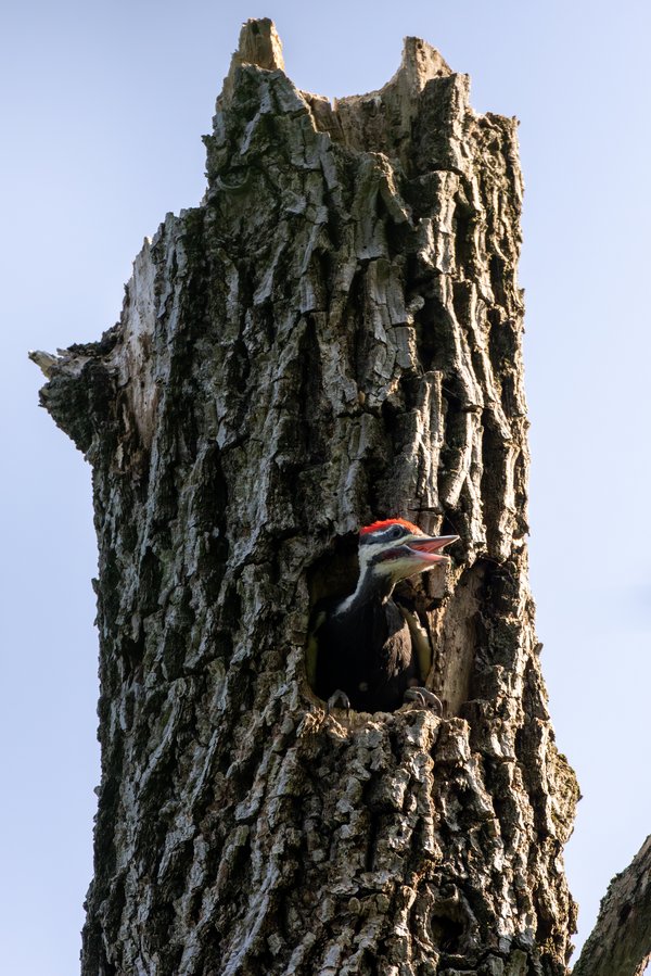 Pileated Woodpecker