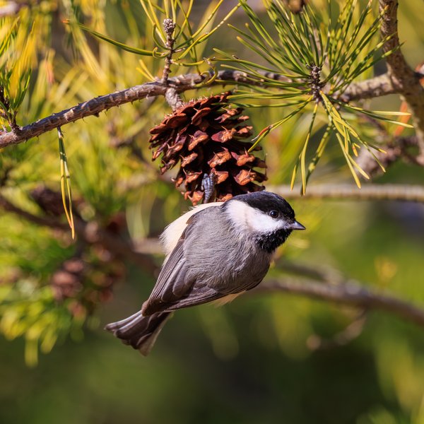 Carolina Chickadee