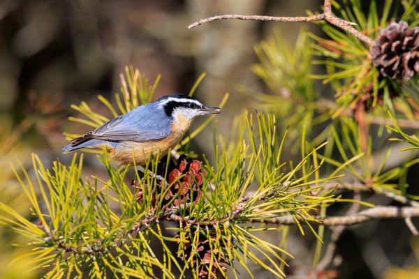 Red-breasted Nuthatch