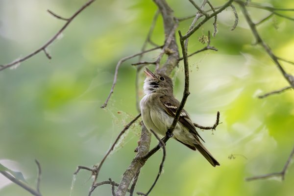 Acadian Flycatcher