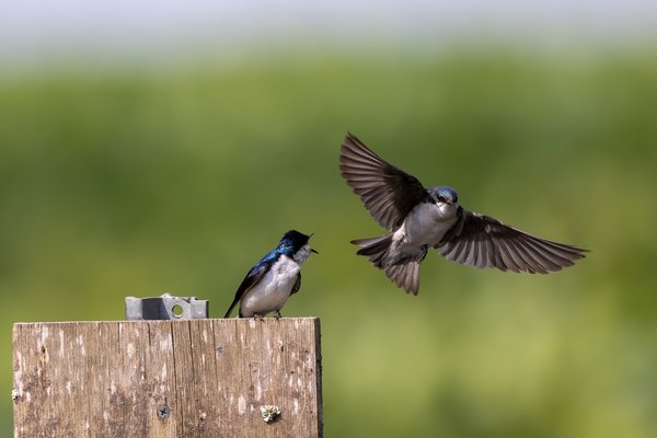 Tree Swallow