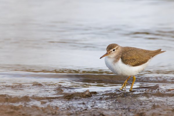 Spotted Sandpiper