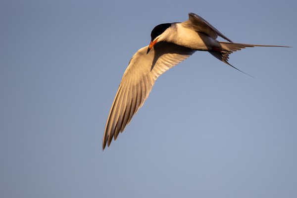 Forster's Tern