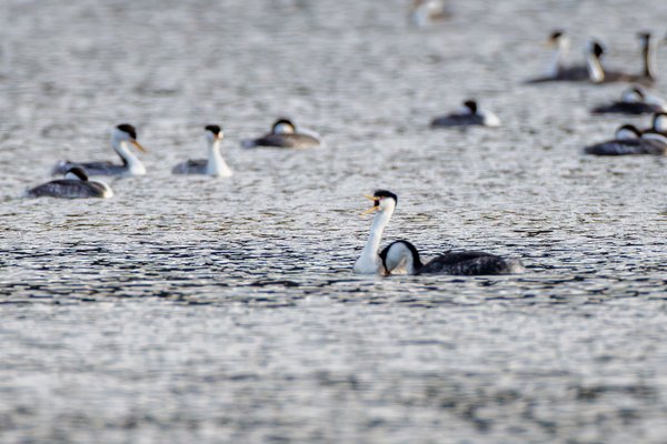 Loons & Grebes