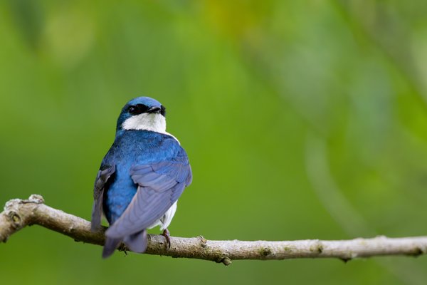 Tree Swallow