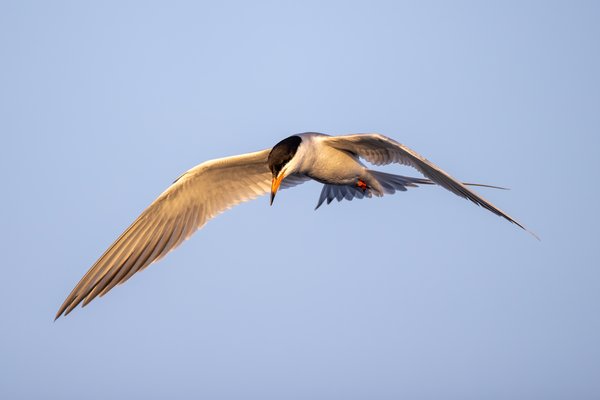 Forster's Tern