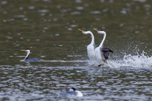Western Grebe