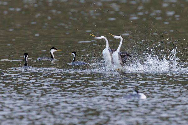 Western Grebe