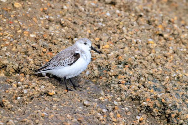 Sanderling