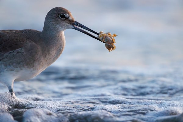 Willet