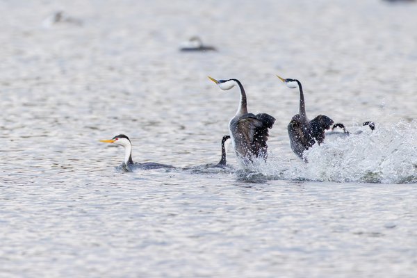 Western Grebe