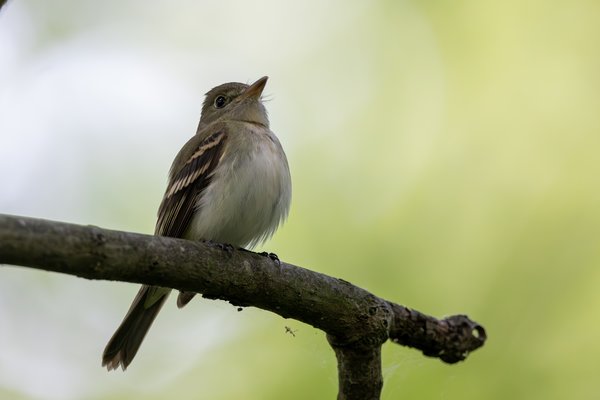Eastern Wood-Pewee