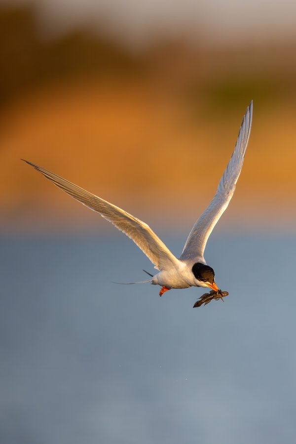 Forster's Tern