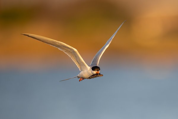 Forster's Tern