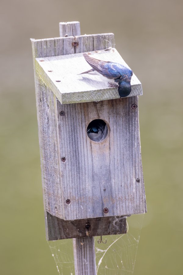 Tree Swallow