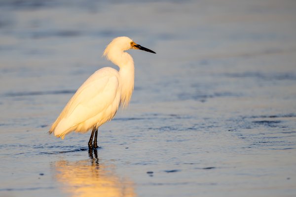 Snowy Egret