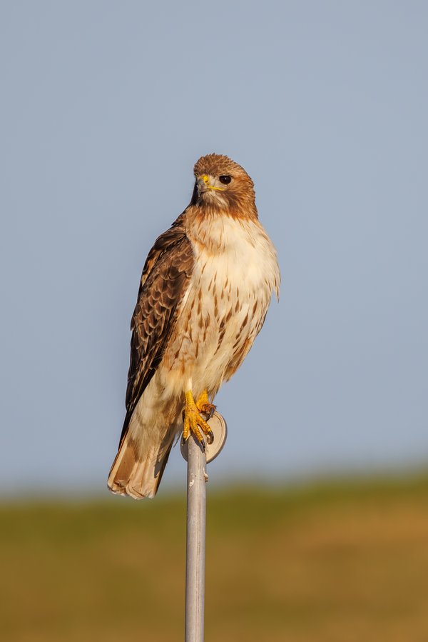 Red-tailed Hawk