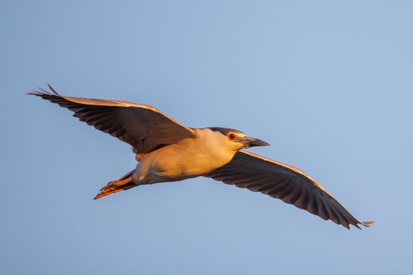 Black-crowned Night Heron