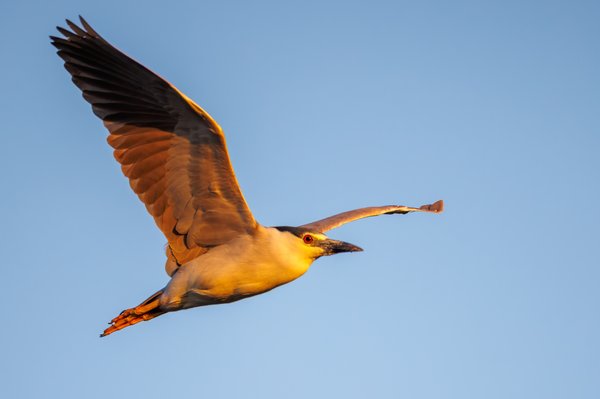 Black-crowned Night Heron