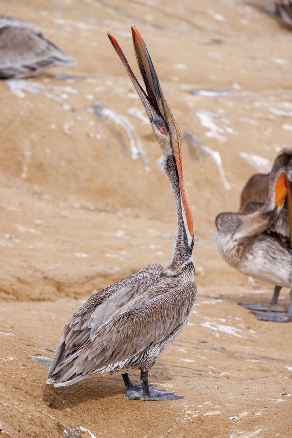 Brown Pelican