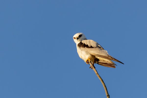 Black-shouldered Kite