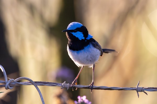 Superb Fairywren