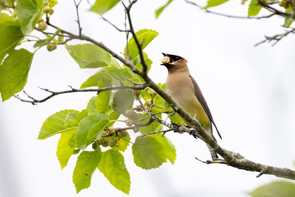 Cedar Waxwing