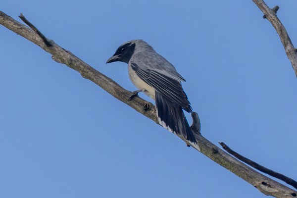 Black-faced Cuckooshrike