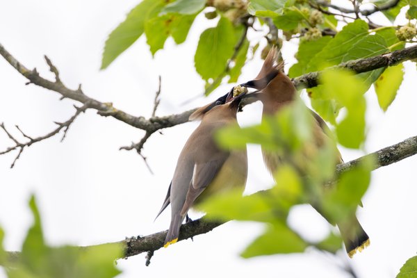 Cedar Waxwing