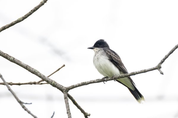 Eastern Kingbird