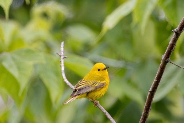 Northern Yellow Warbler