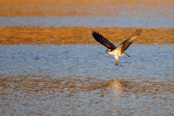 Osprey