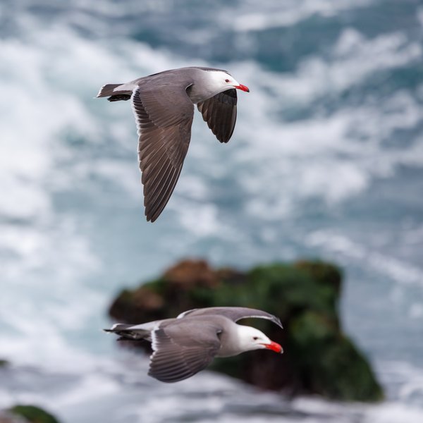 Heermann's Gull