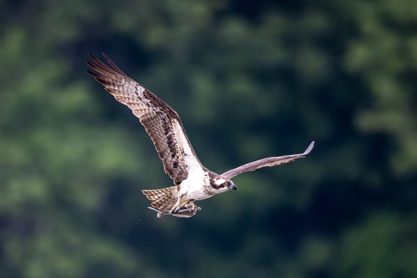 Osprey