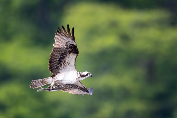 Osprey