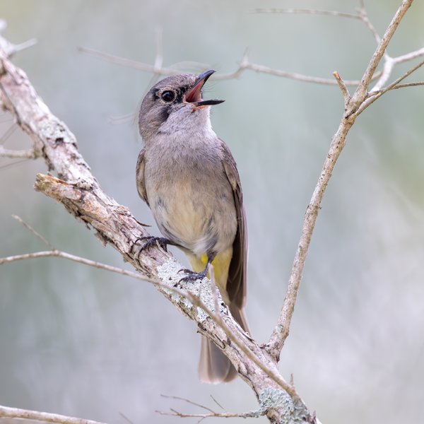 Golden Whistler