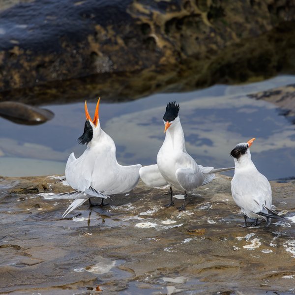 Elegant Tern