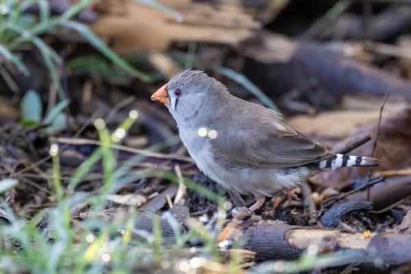 Zebra Finch