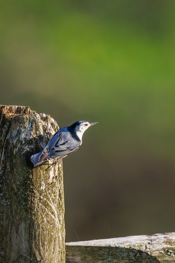White-breasted Nuthatch