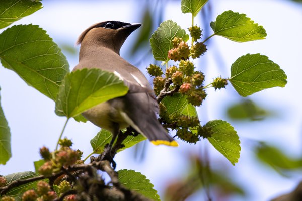 Cedar Waxwing