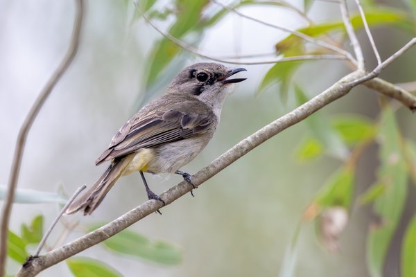 Golden Whistler