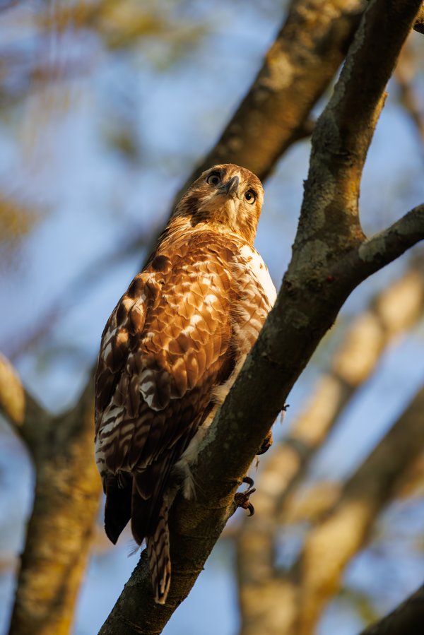 Red-tailed Hawk