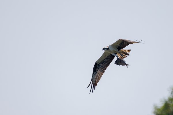 Osprey