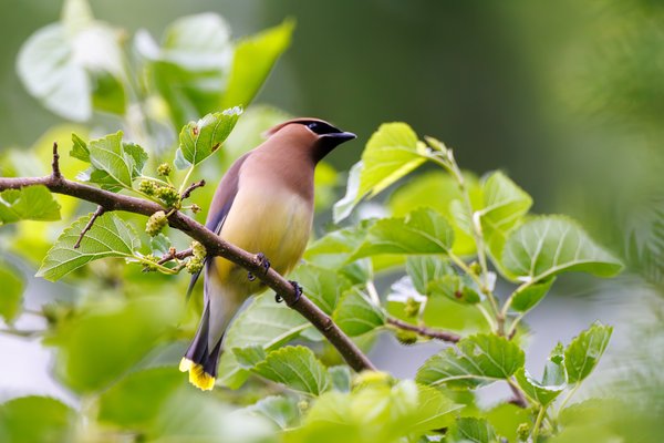 Cedar Waxwing